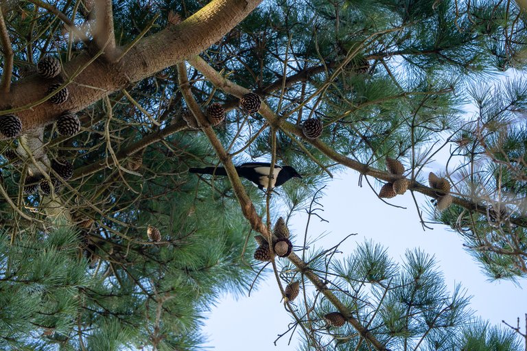 Magpie high in the trees