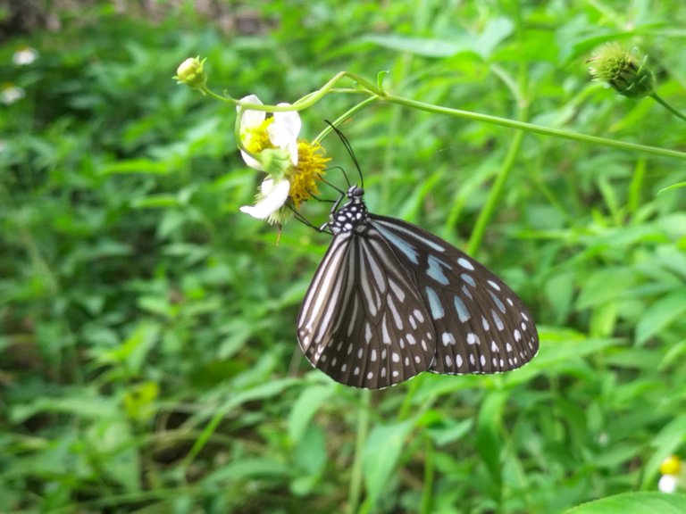 Grey Glassy Tiger