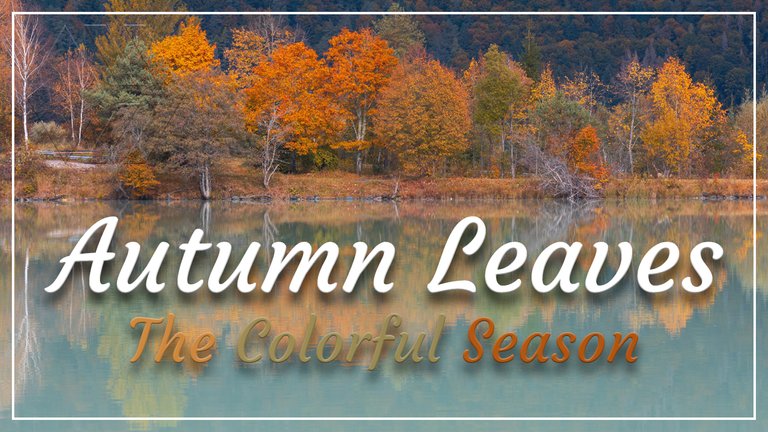 Autumn Leaves | Colorful Season