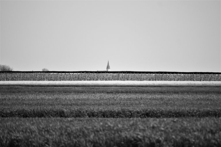 bw_field_img_9337_2_.jpg