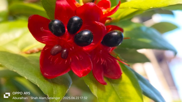 Micky Mouse plant