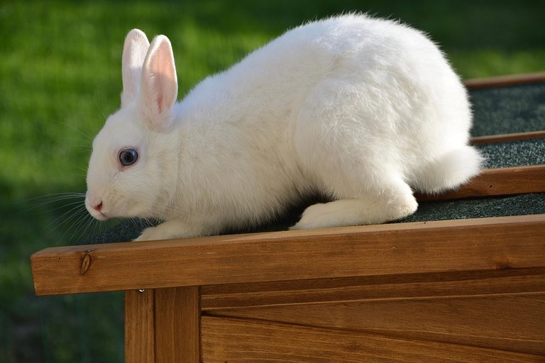 Why Rabbits Make the Perfect Companions