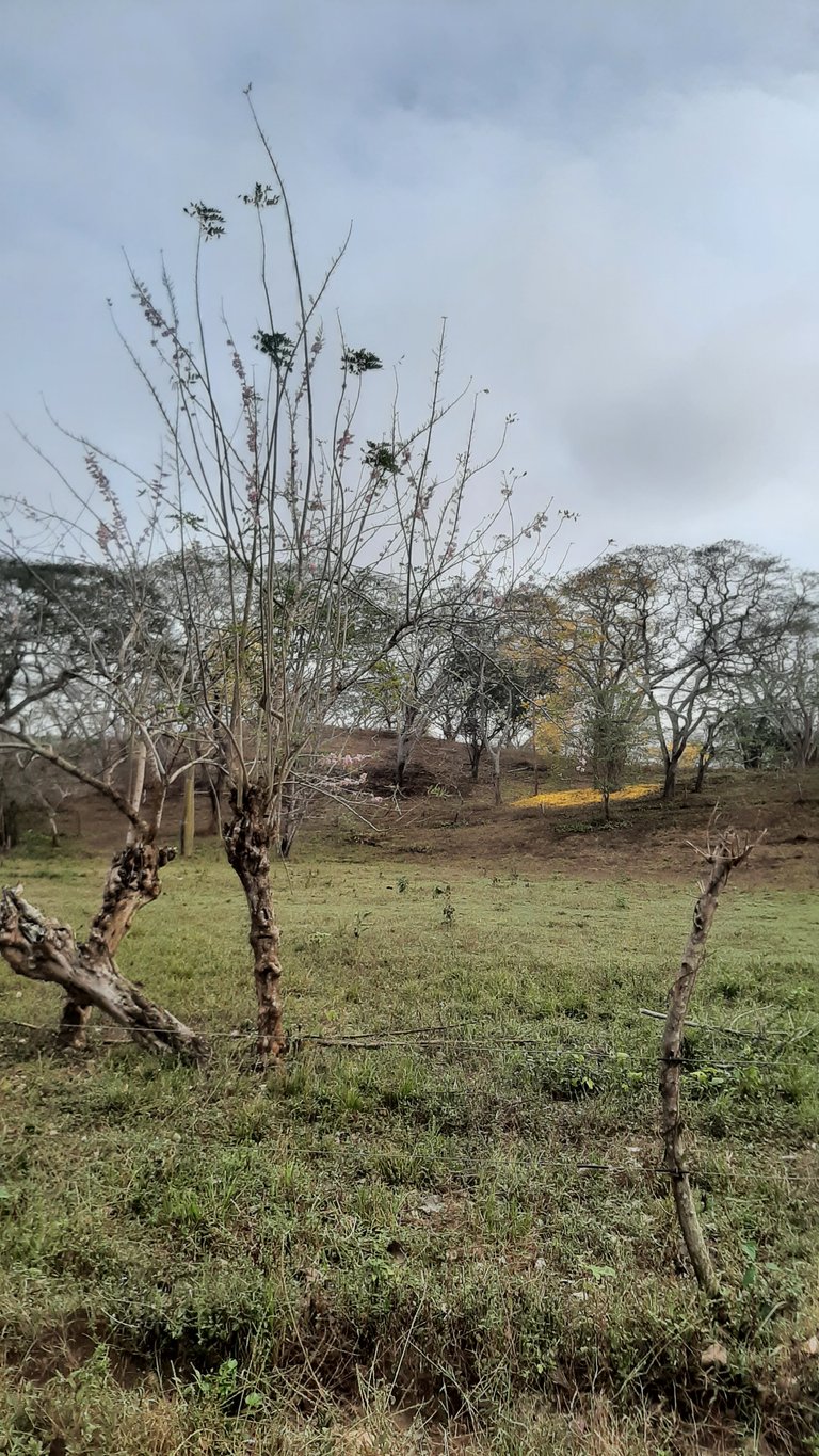Un polvillo en la floresta colombiana