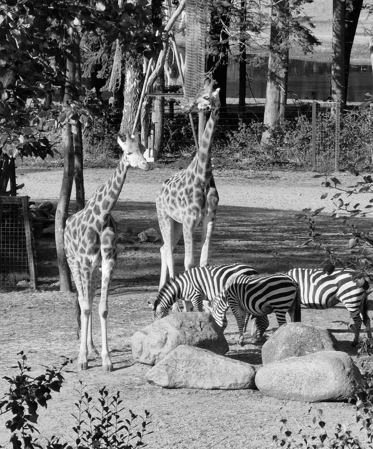 Giraffe and Zebra's
