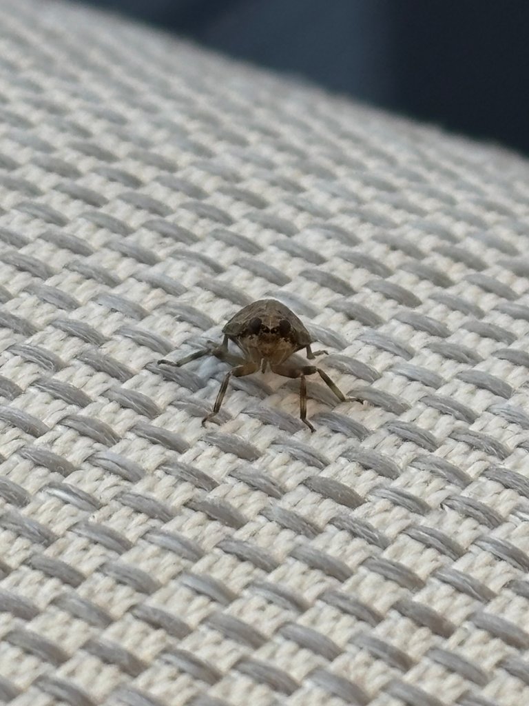 Unknown Insect