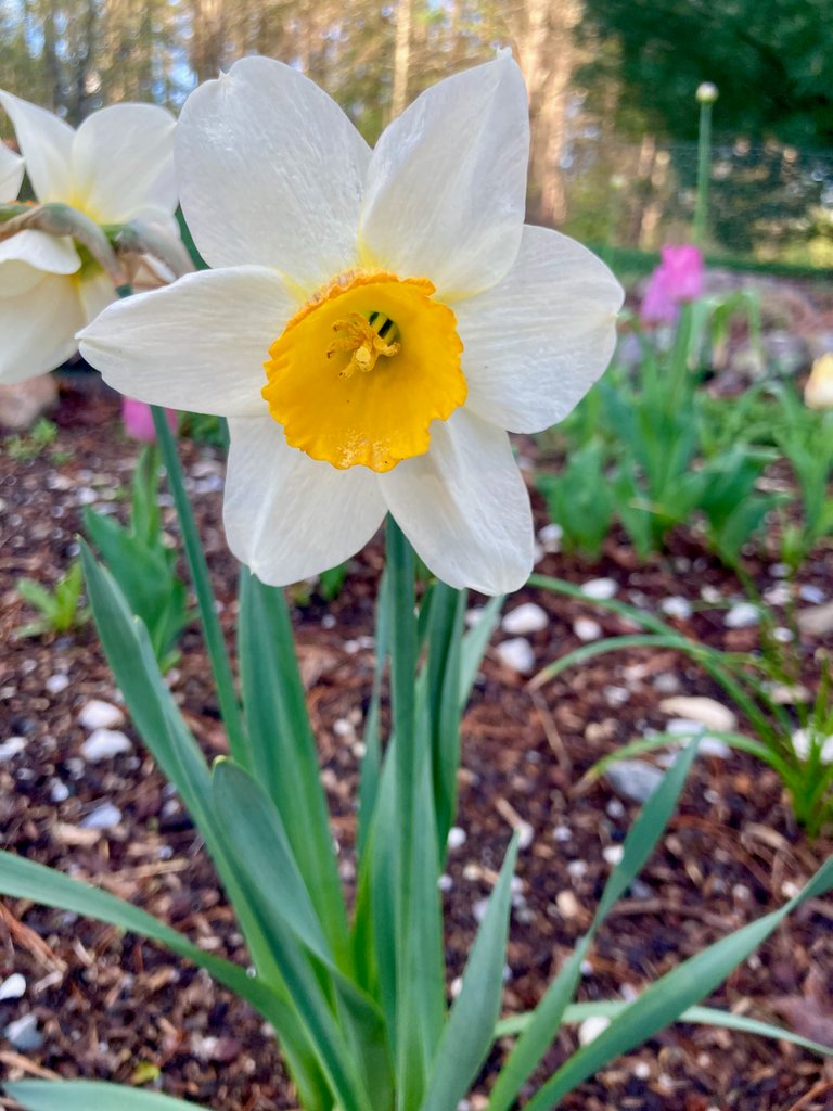 daffodil