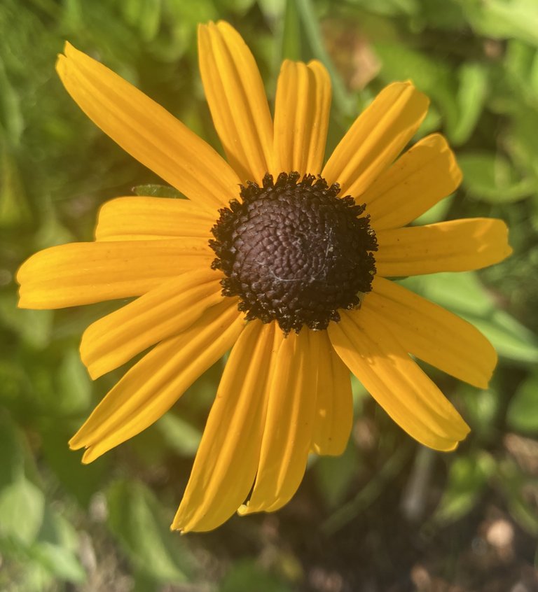 Summer time flowers