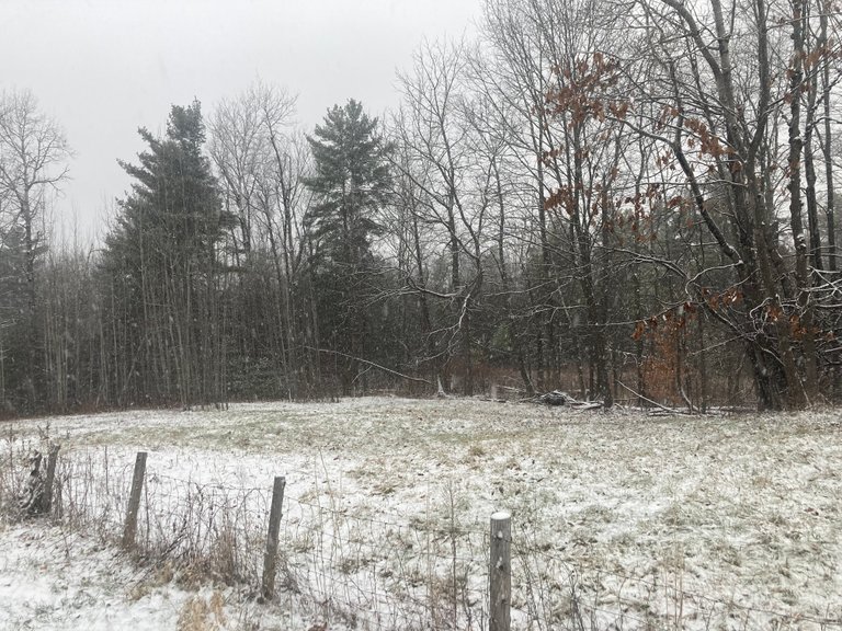 Snow falling on field