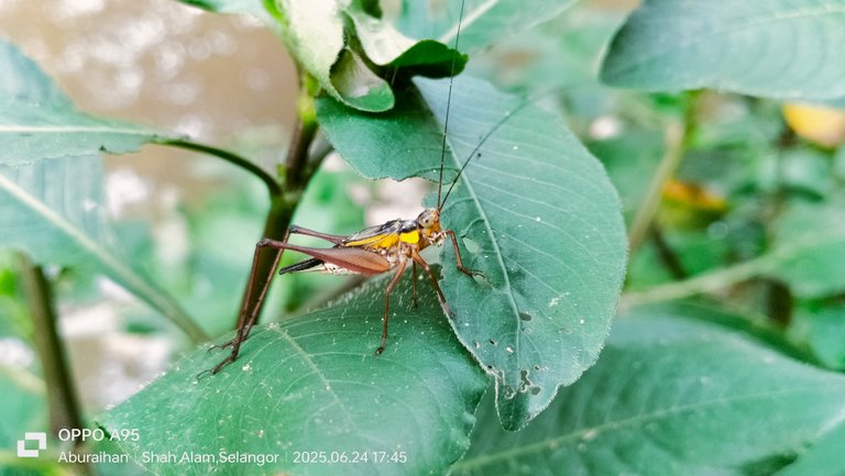 Nisitrus malaya