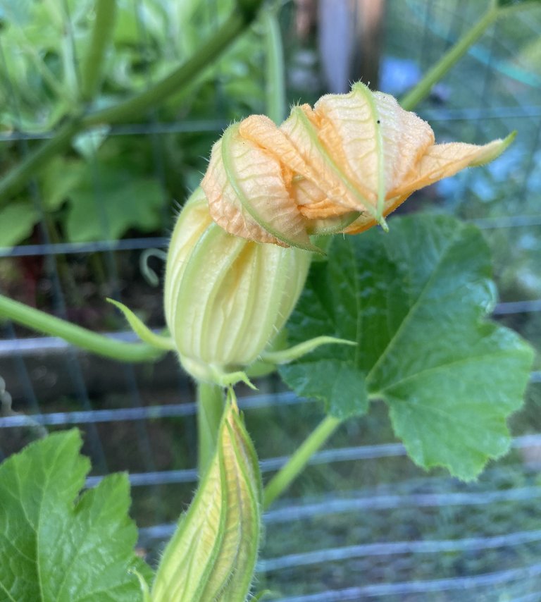 Squash blossom