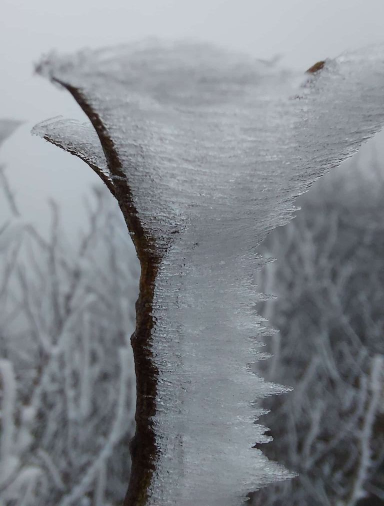 Gestern gab es Eis und Nebel 