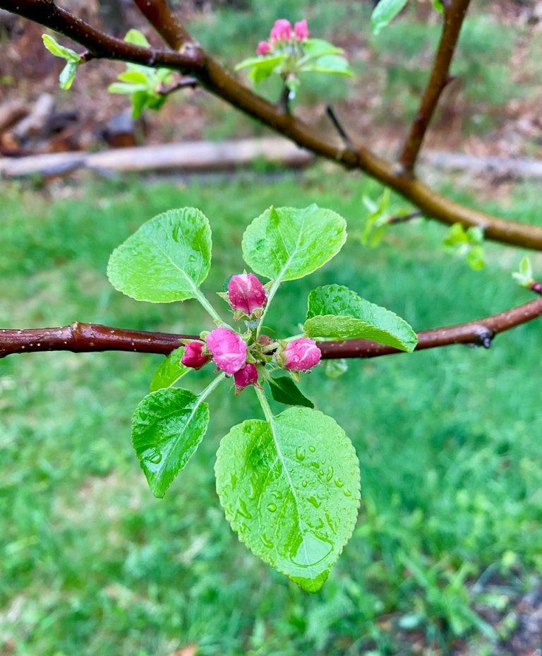 Apple blooms