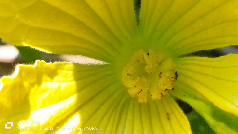 Very nice photography of a yellow flower with some ants inside.