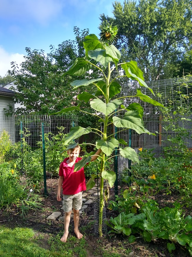 We Are Alive!  July 30th, 2024  Mammoth Sunflower!