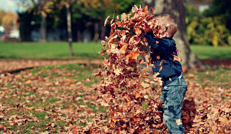 fall_3.png
