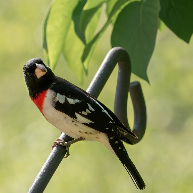 Rose-breasted Grosbeak