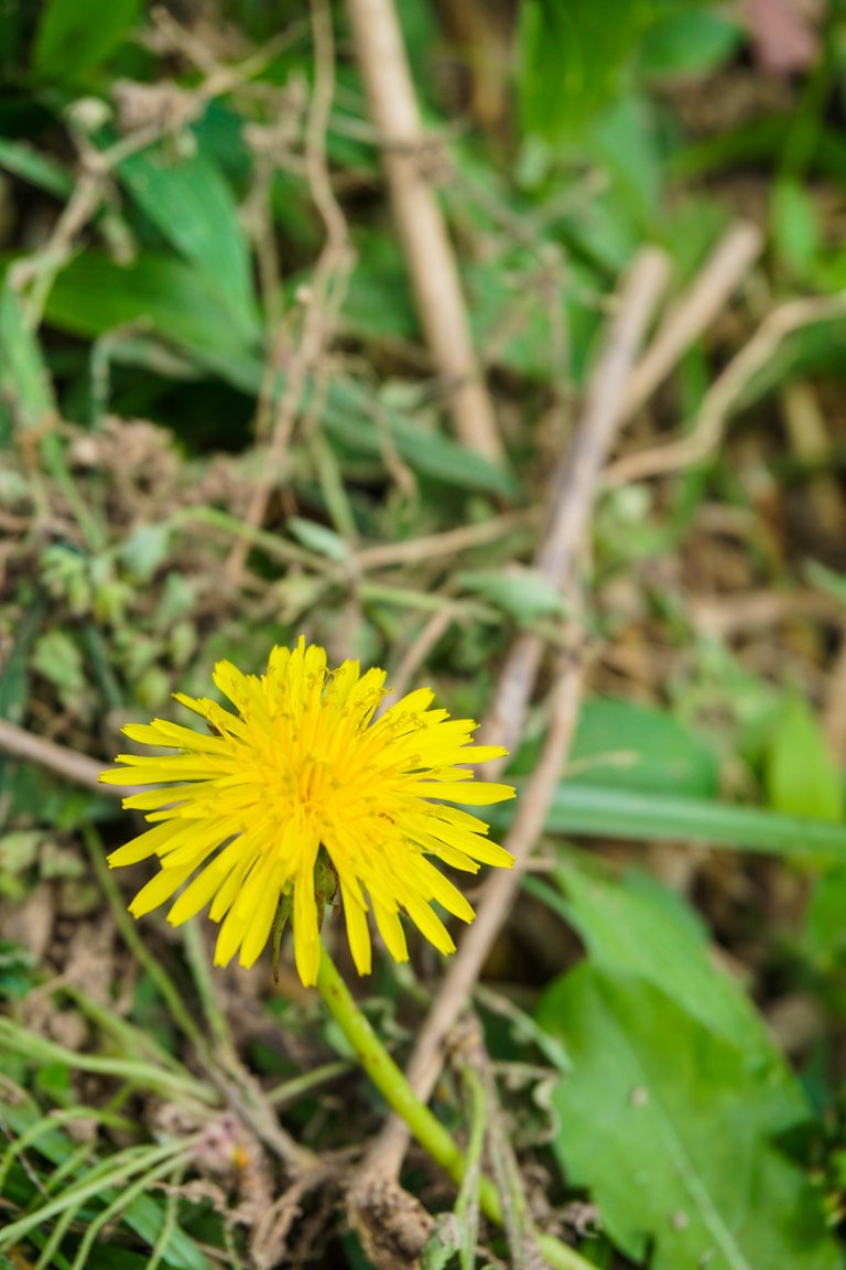 dsc03560_hys_min.jpg