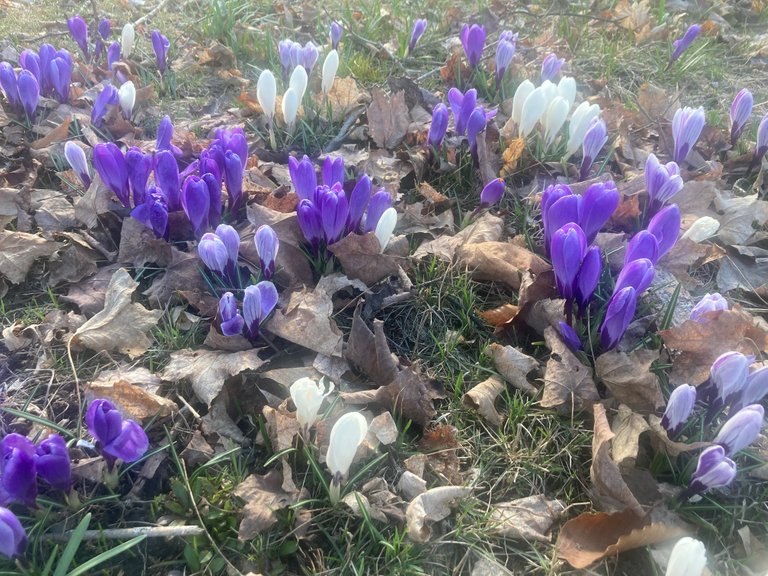 Field of flowers