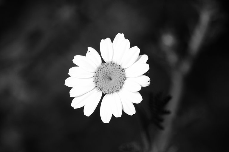 bw_flowers_img_0149.jpg