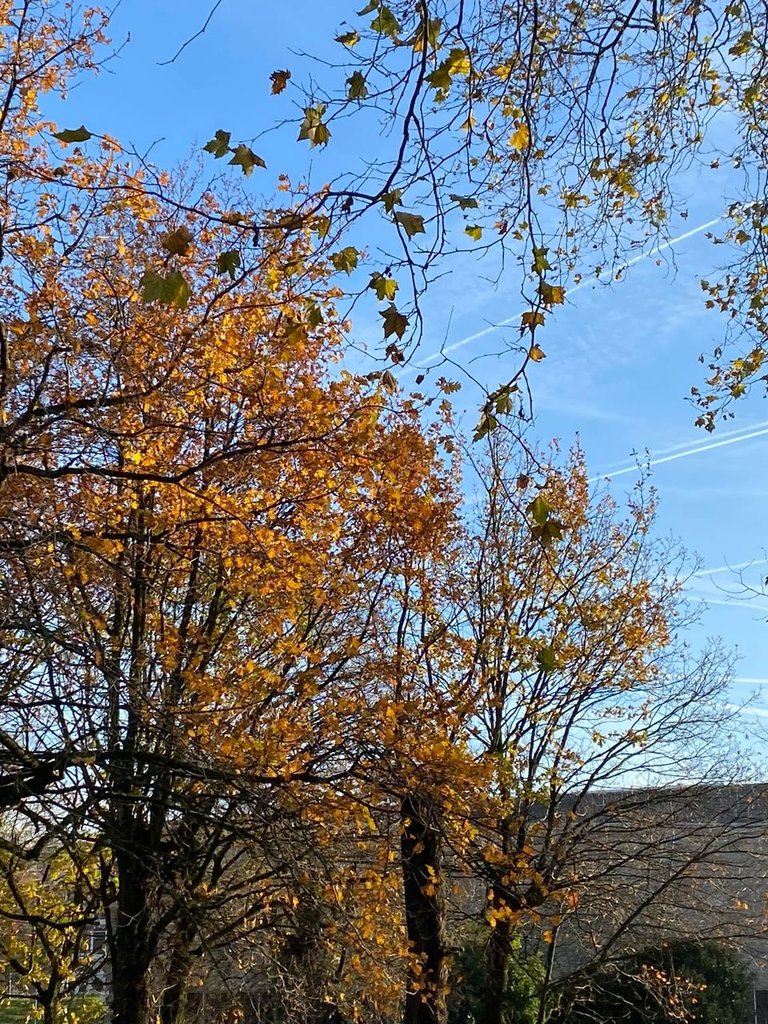 Autumn trees en route