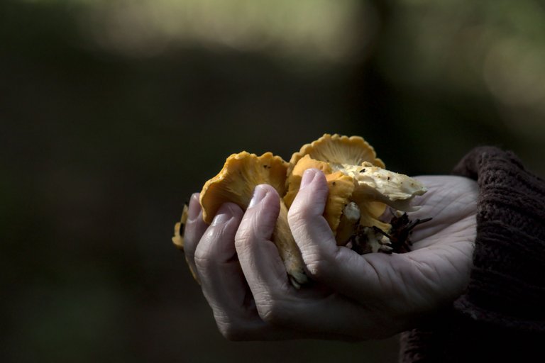 Chantarelles in hand