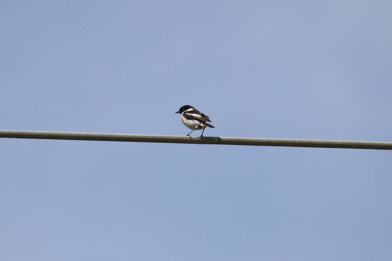 african_stonechat_01.jpg