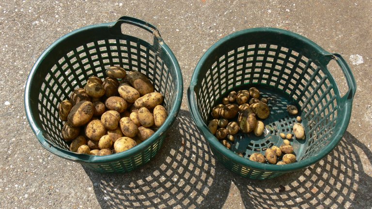 potato_harvest_belana_2021_6_.jpg