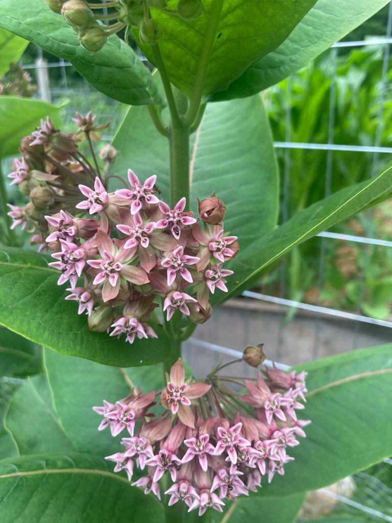 Milkweed flowers