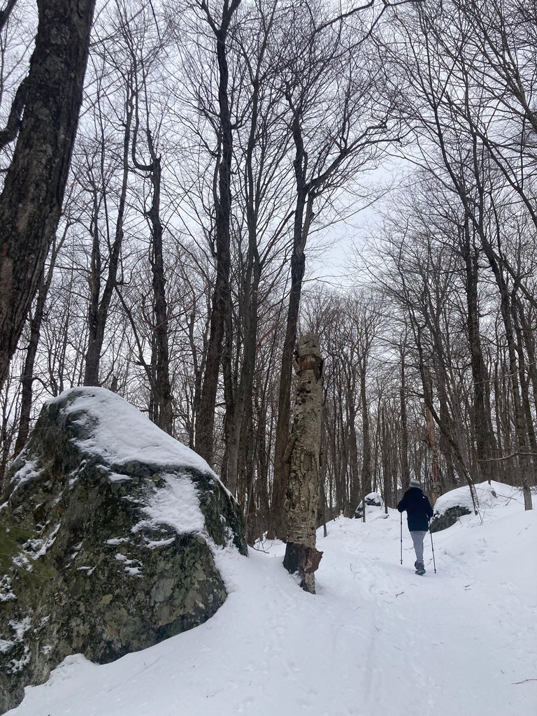 Rock, tree, hiker