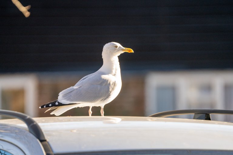 A herring gull stands on a car roof