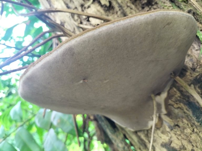 Bracket Fungi
