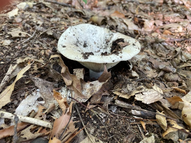 Emerging white mushroom
