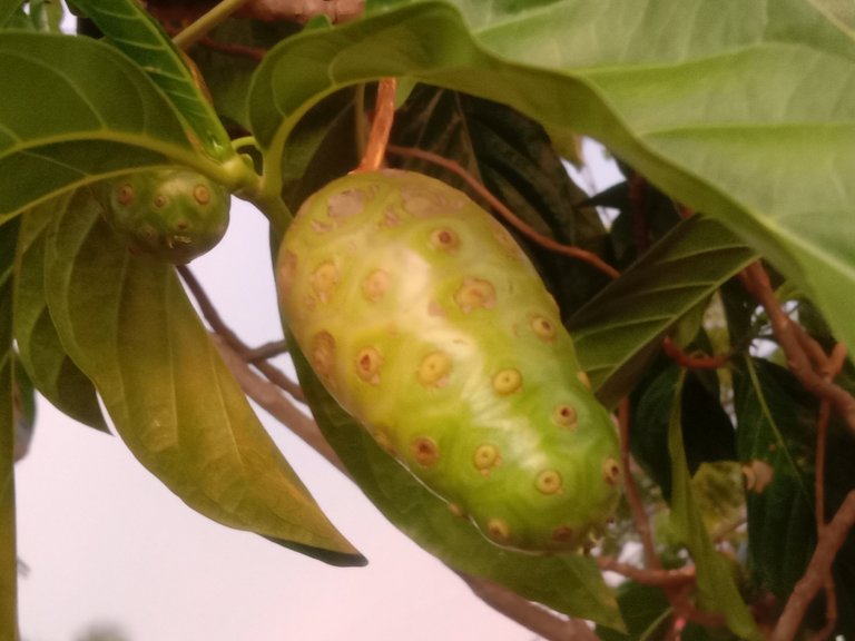 Genus Morinda.