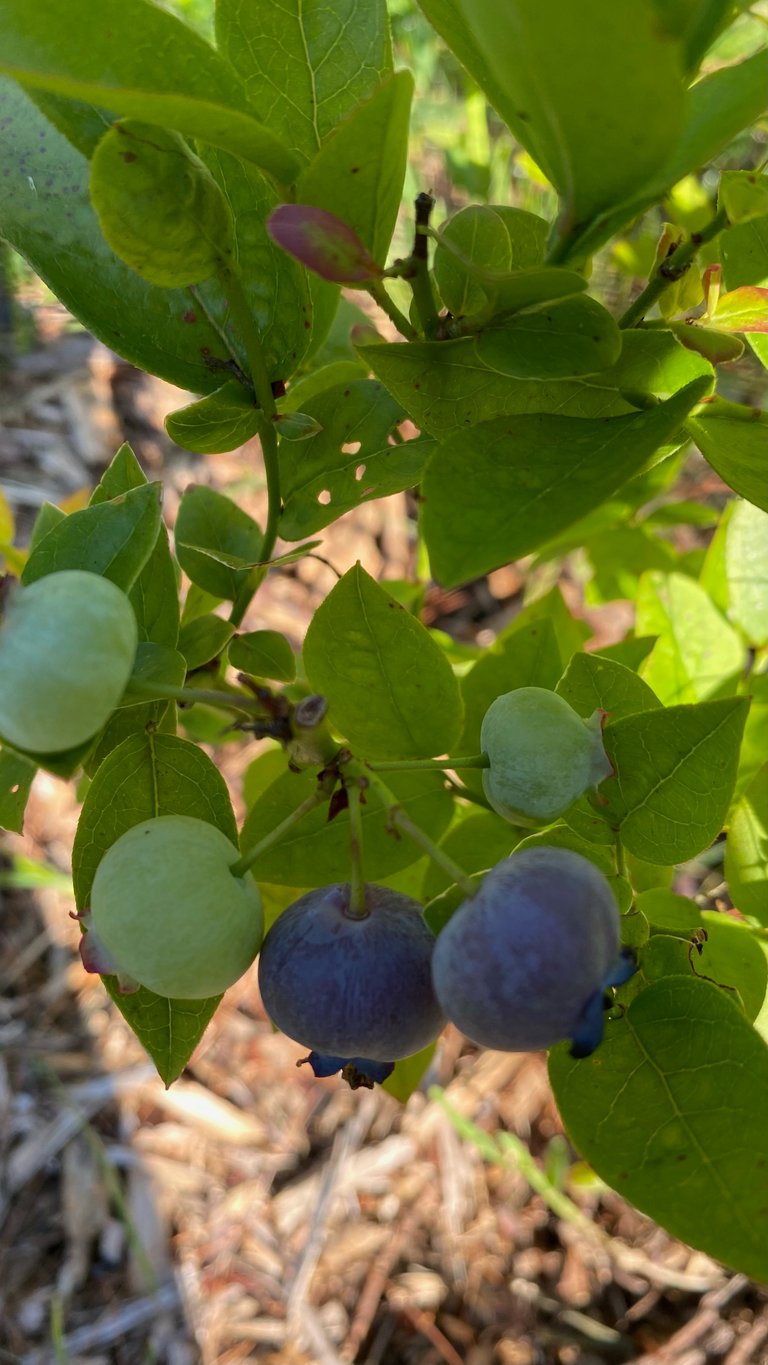 Blueberries