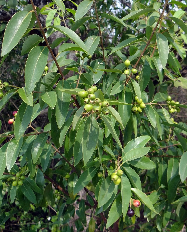 Medicinal plants, Sandal