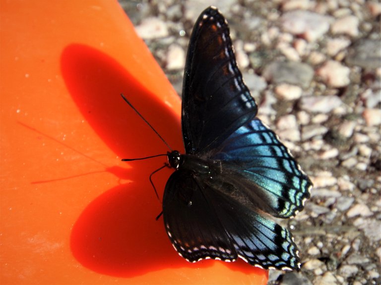 butterflyshadow7-21-2020-1aok.jpg