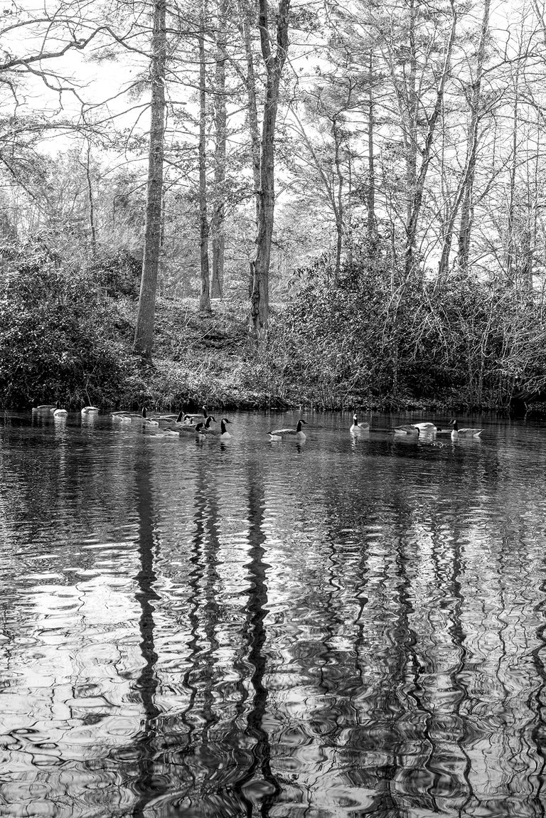 geese_reflections_1_bw.jpg