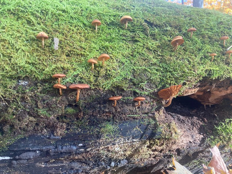 Mushrooms and moss