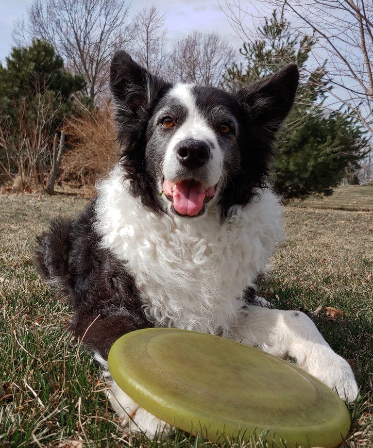 corrie_and_her_frisbee.jpg