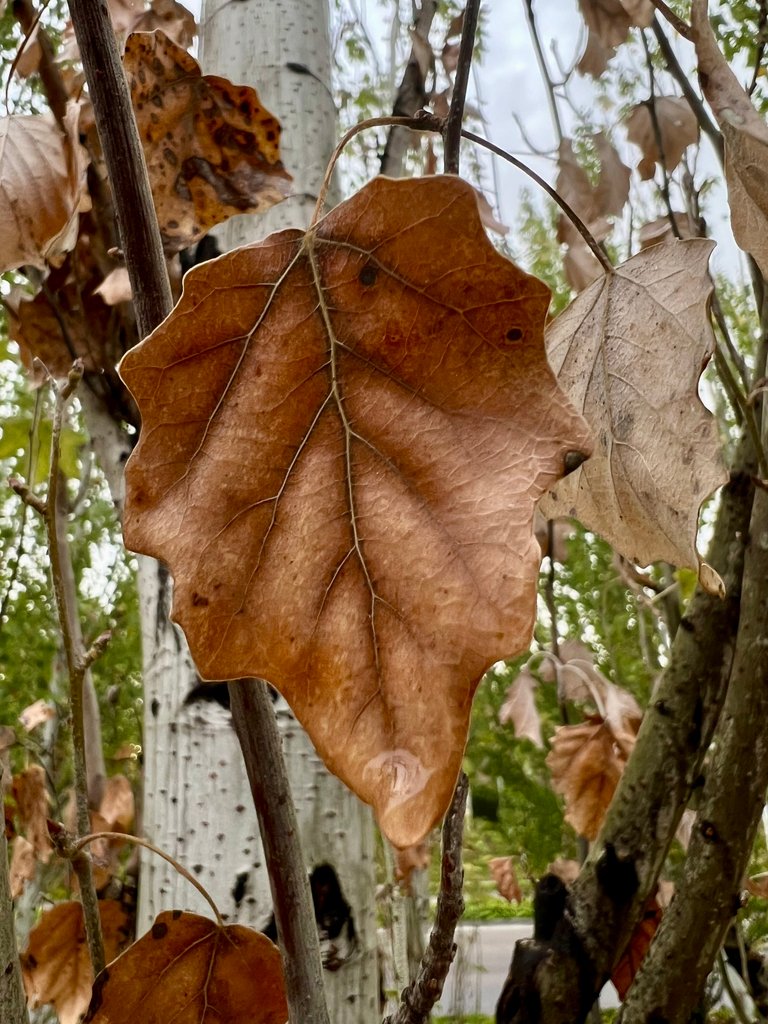 Hola, otoño // Hello, autumn