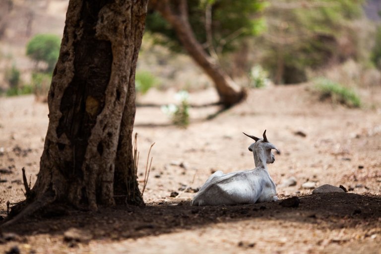 heat_ethiopia_2015_by_victor_bezrukov_8.jpg