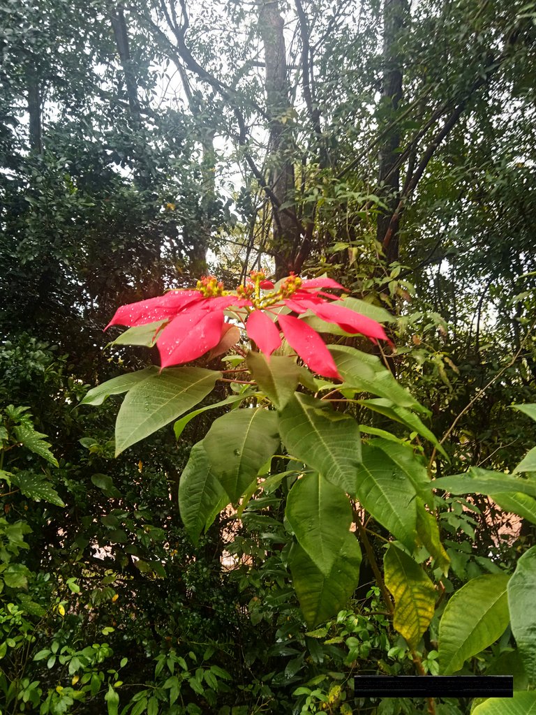 Photo Essay Contest - Red