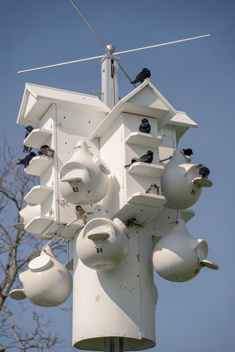 Martin house at Montrose bird sanctuary