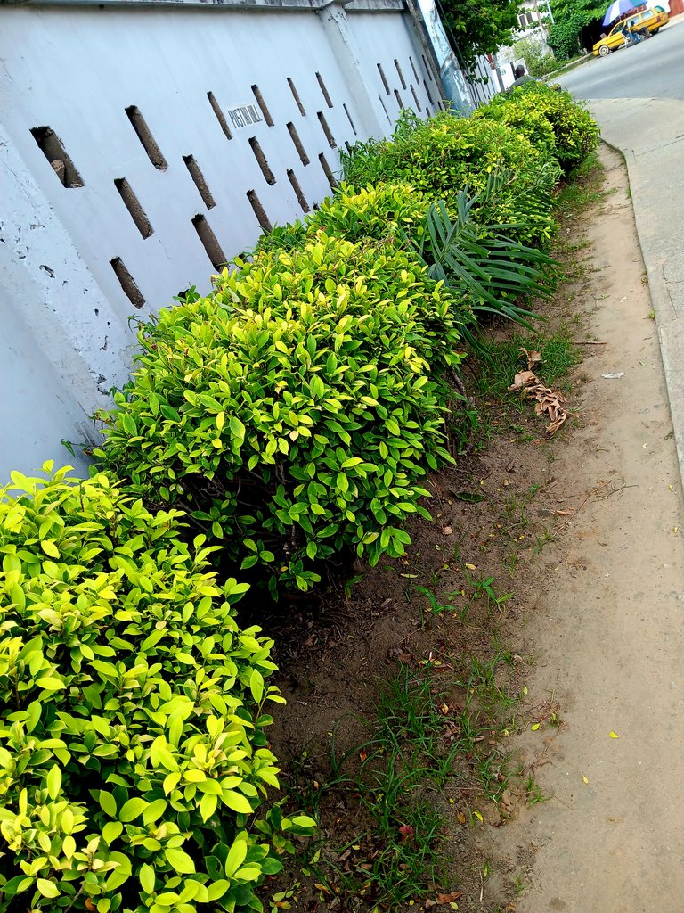 Beautiful roadside flowers - Phone photography contest #62