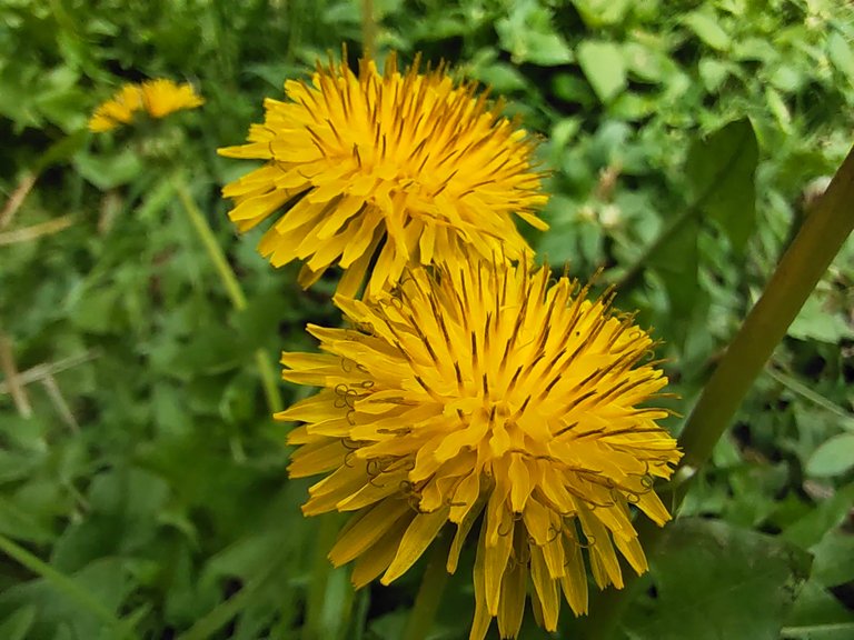 HiveBR Photo Contest 21 -Macro Photography:  Flowers Up Close