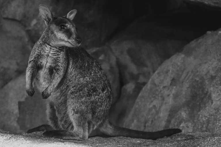 funny_wallaby_posing_on_the_rocks_outside_a_cave_1.jpg