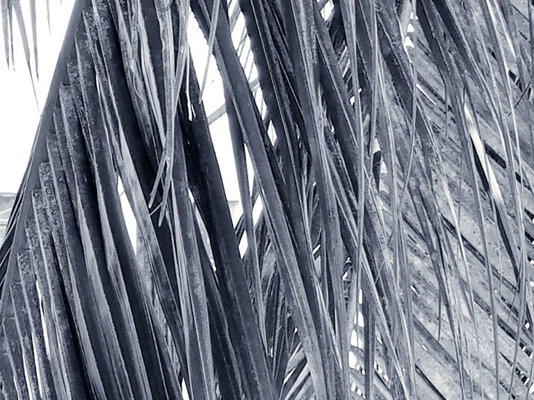 My Daily Color - Sunday Black & White