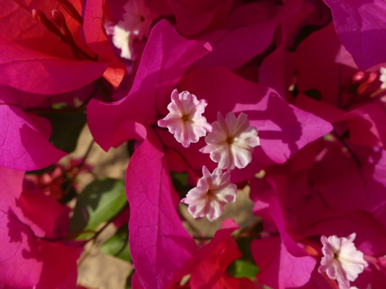 p1050541.jpg