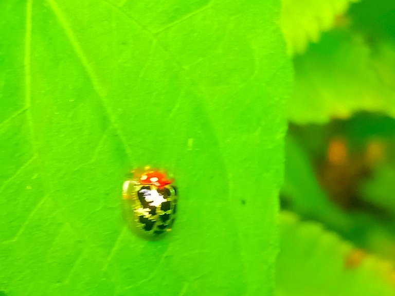 Chiridopsis