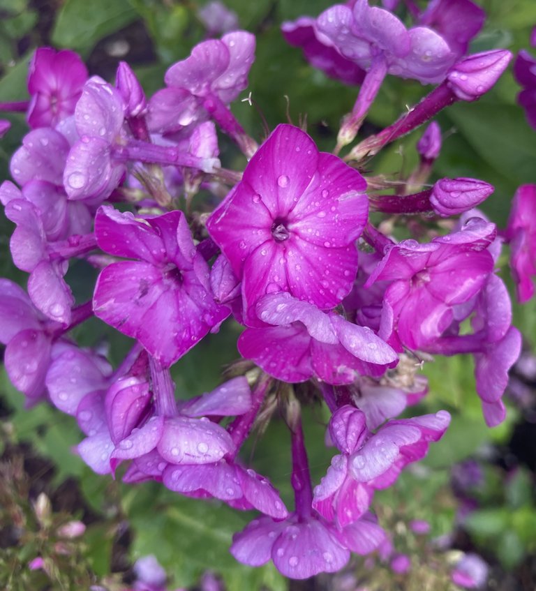 Late season phlox